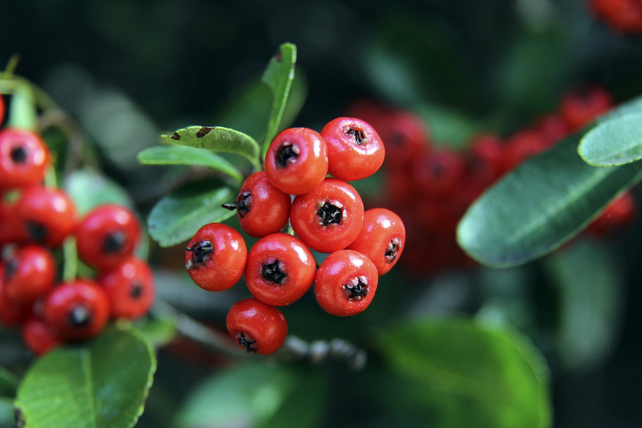 中国女足今年第一期集训于1月7日-24日进行，将和4支U15男足比赛.